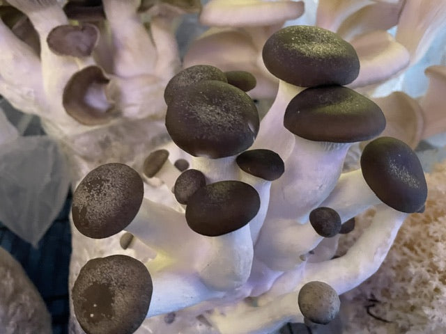 The Fascinating World of Mushrooms: From Edible Delicacies to Medicinal Wonders