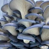Blue pearl Oyster Mushroom