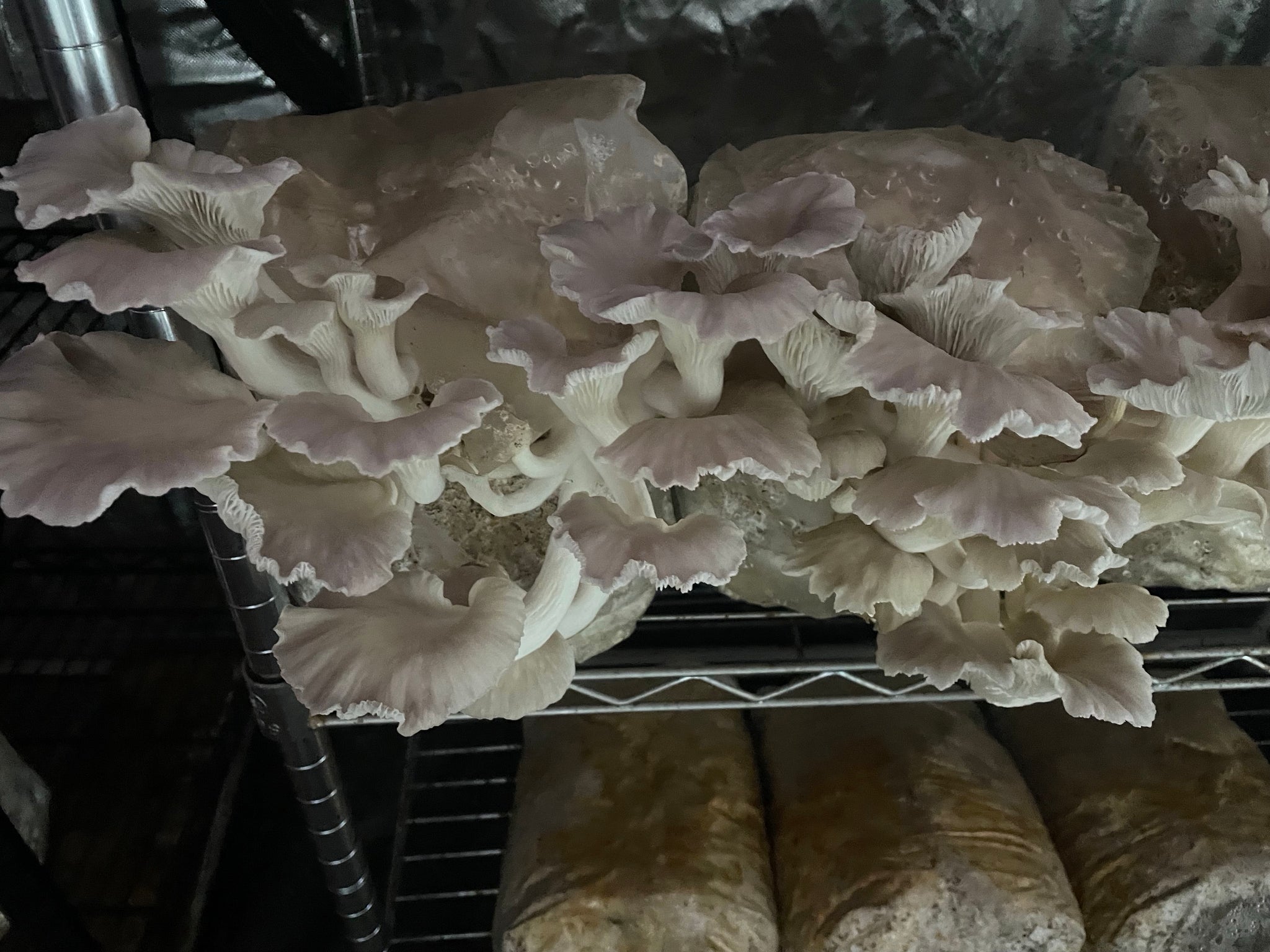 Tree oyster mushroom