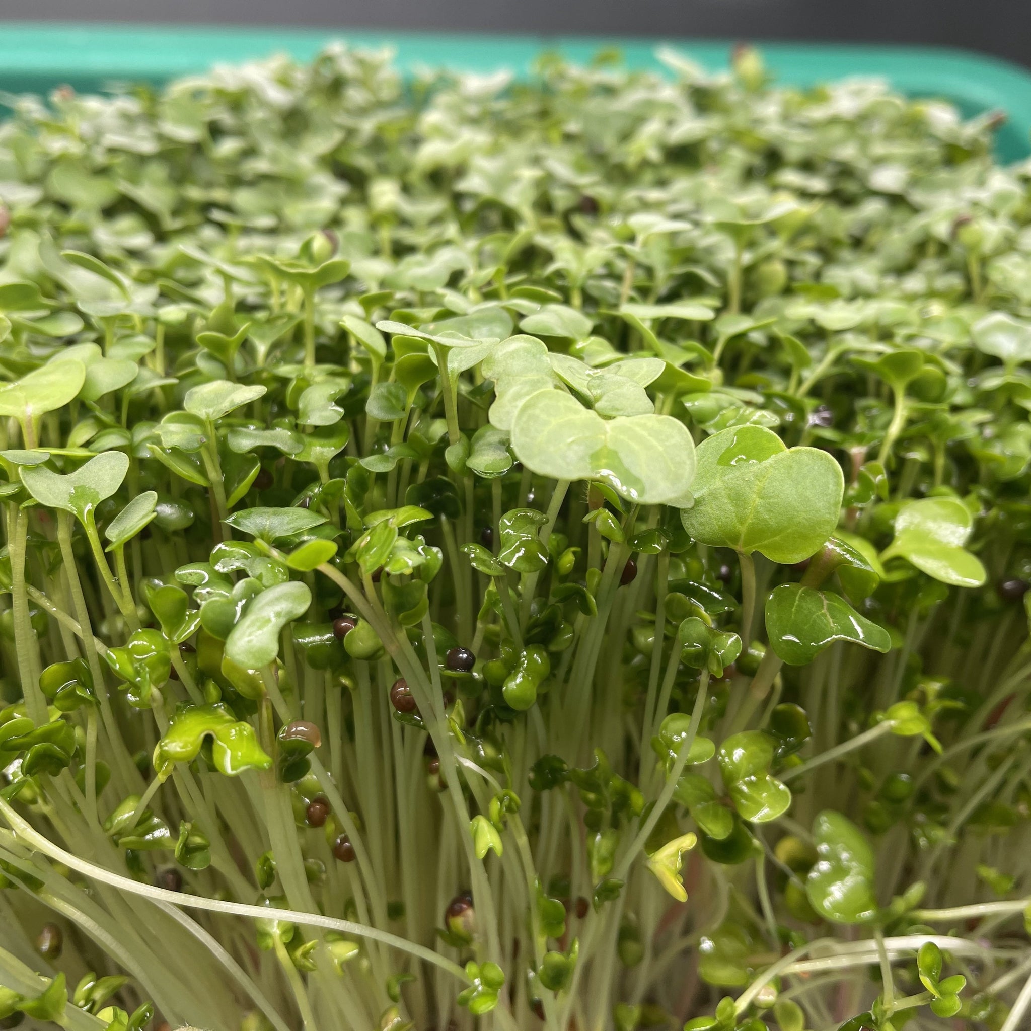 Speckled Pea Micro Greens