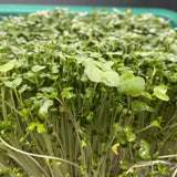 Speckled Pea Micro Greens